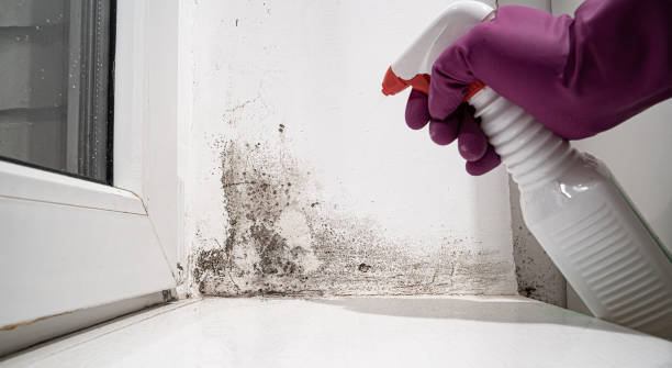 Best Water damage restoration process  in Bells, TX