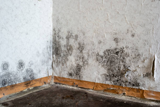 Best Basement water damage restoration  in Bells, TX