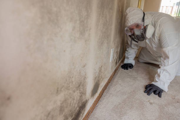 Best Mold removal after water damage  in Bells, TX